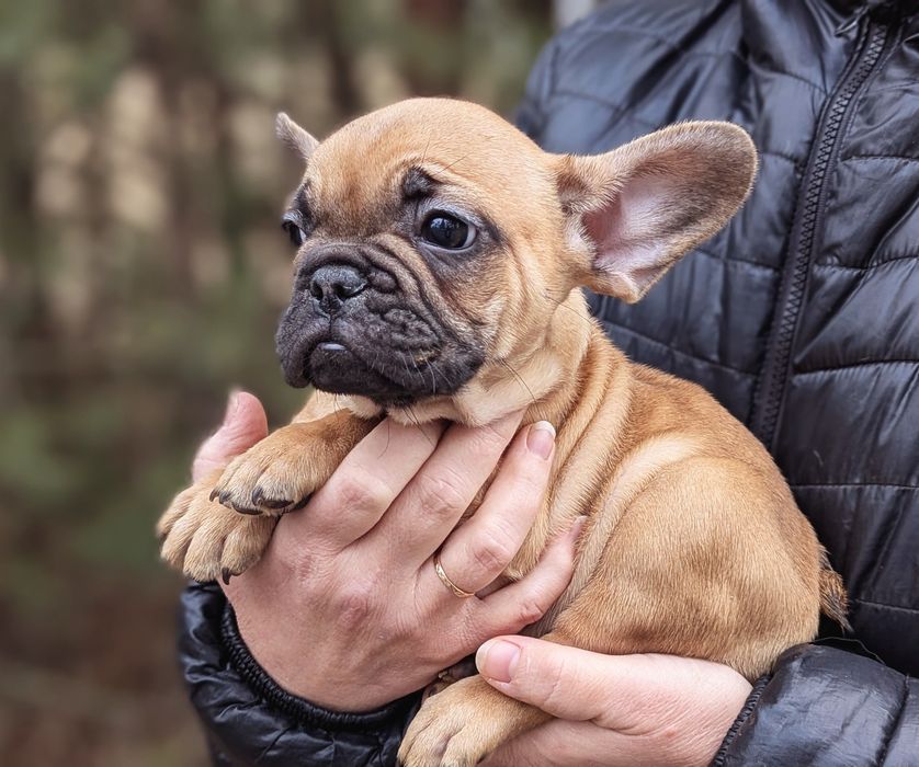 Цуценята французького бульдога з документами КСУ