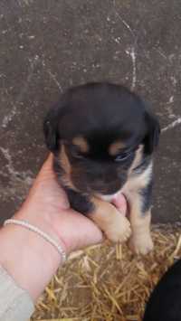 Cachorrinhos porte pequeno x Pequinês