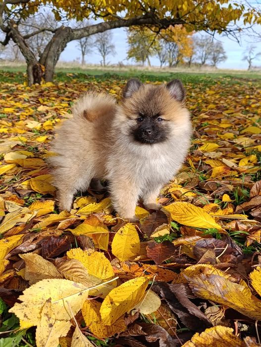 Szpic miniaturowy sunia