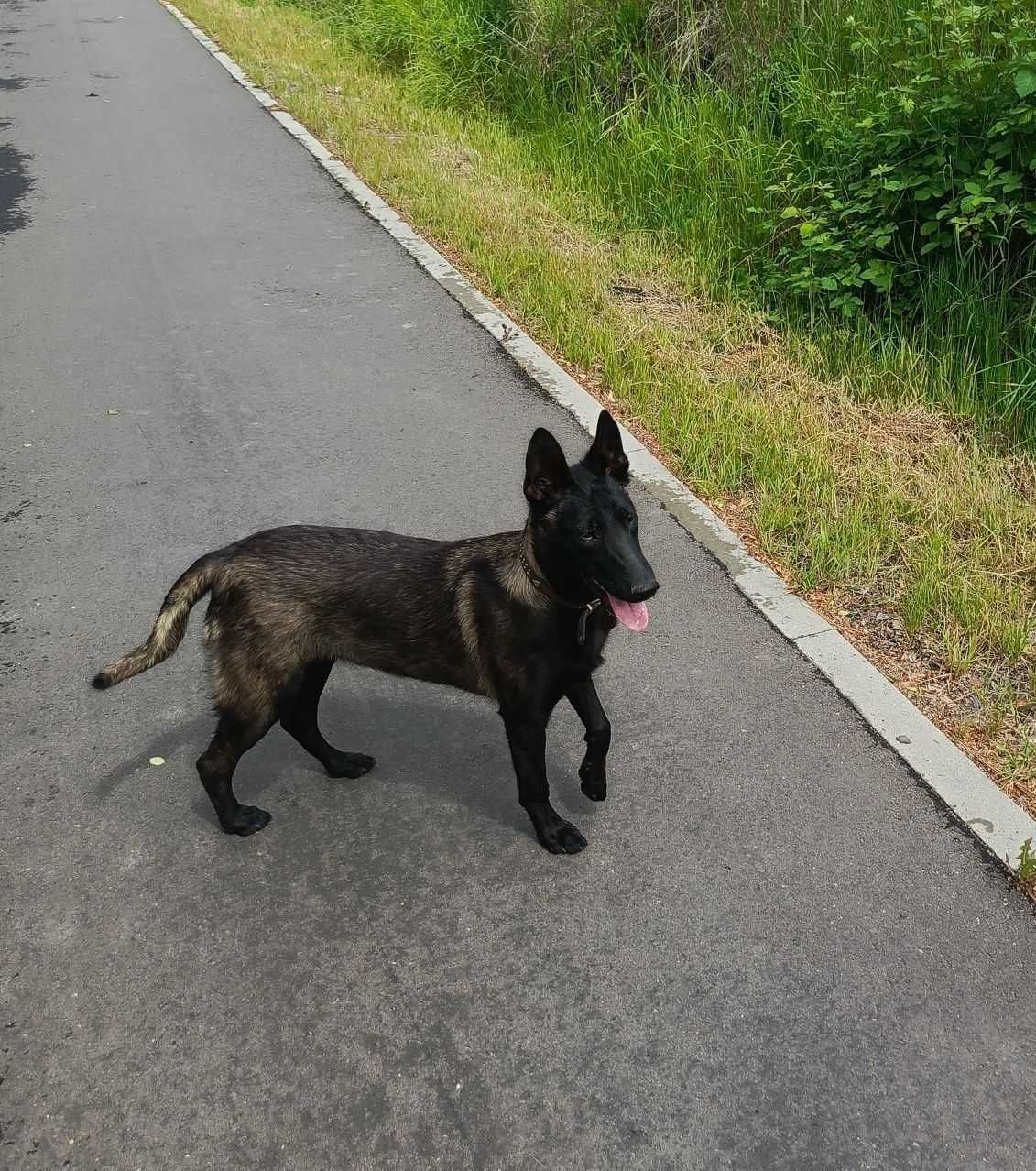 Бельгийская овчарка малинуа! 2 месяца! Malinois puppy