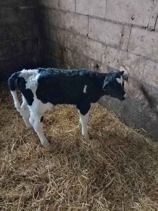 Sprzedam byczka - Rezerwacja