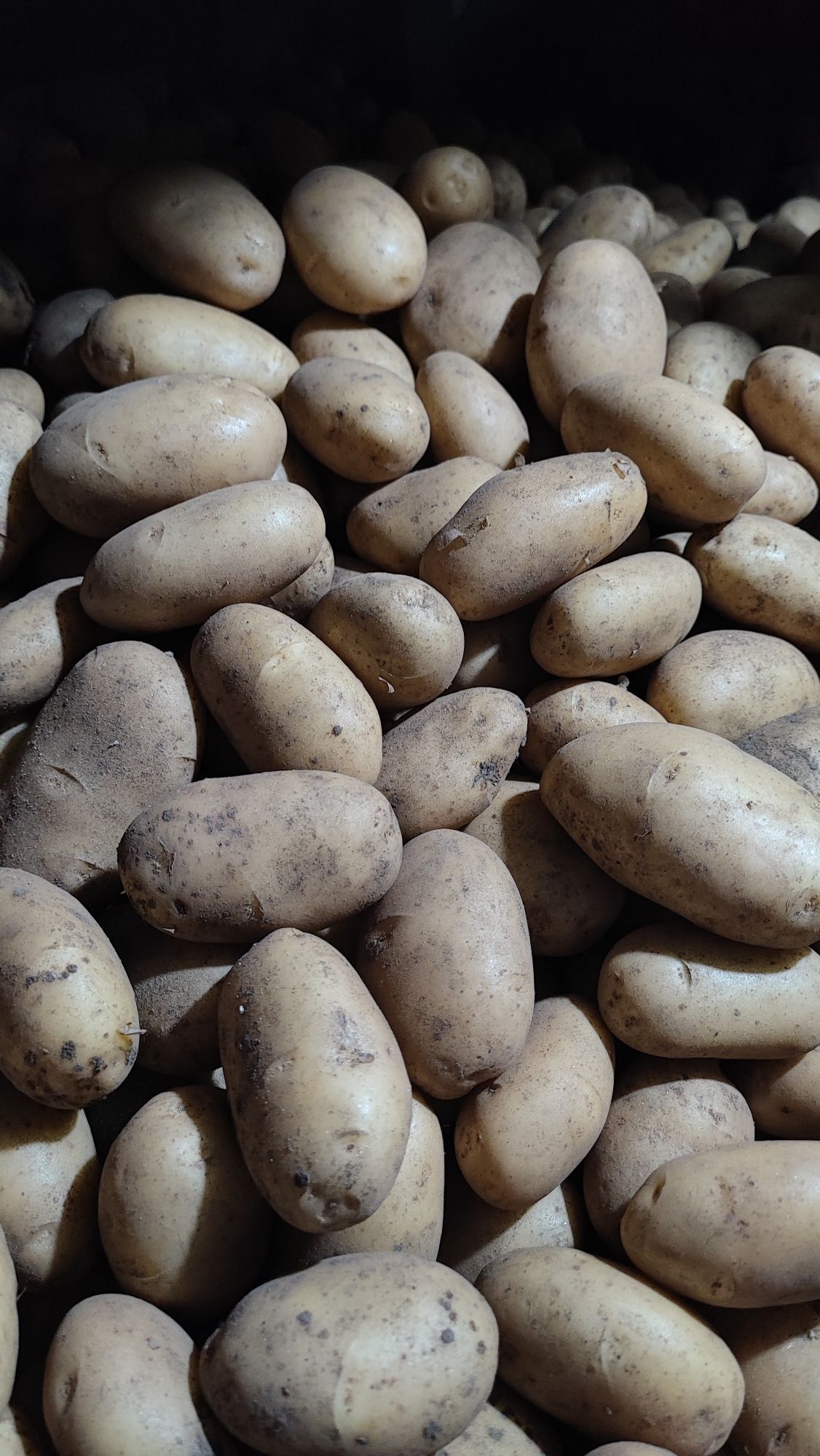 Batata Nova 13€/20Kg