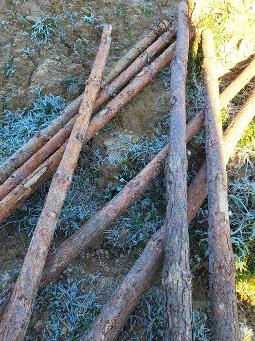 Stemple budowlane 275cm+