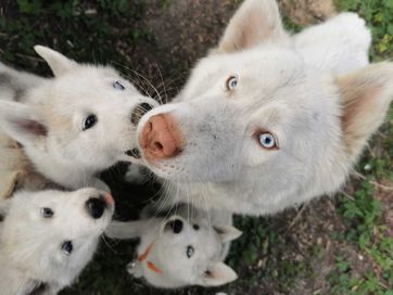 Psy i suczki husky malamute - młodsze i starsze szukają domów