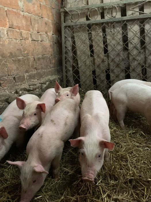 Продаються поросята