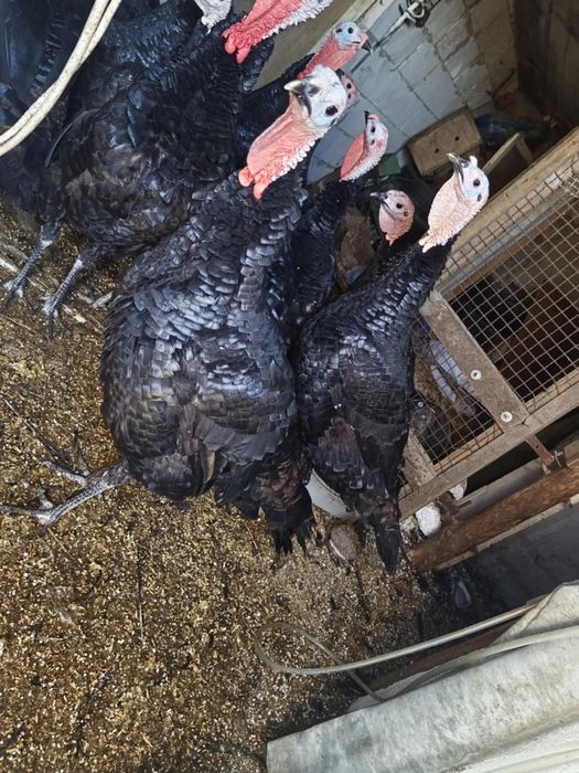 Sprzedam Drób i Króliczki