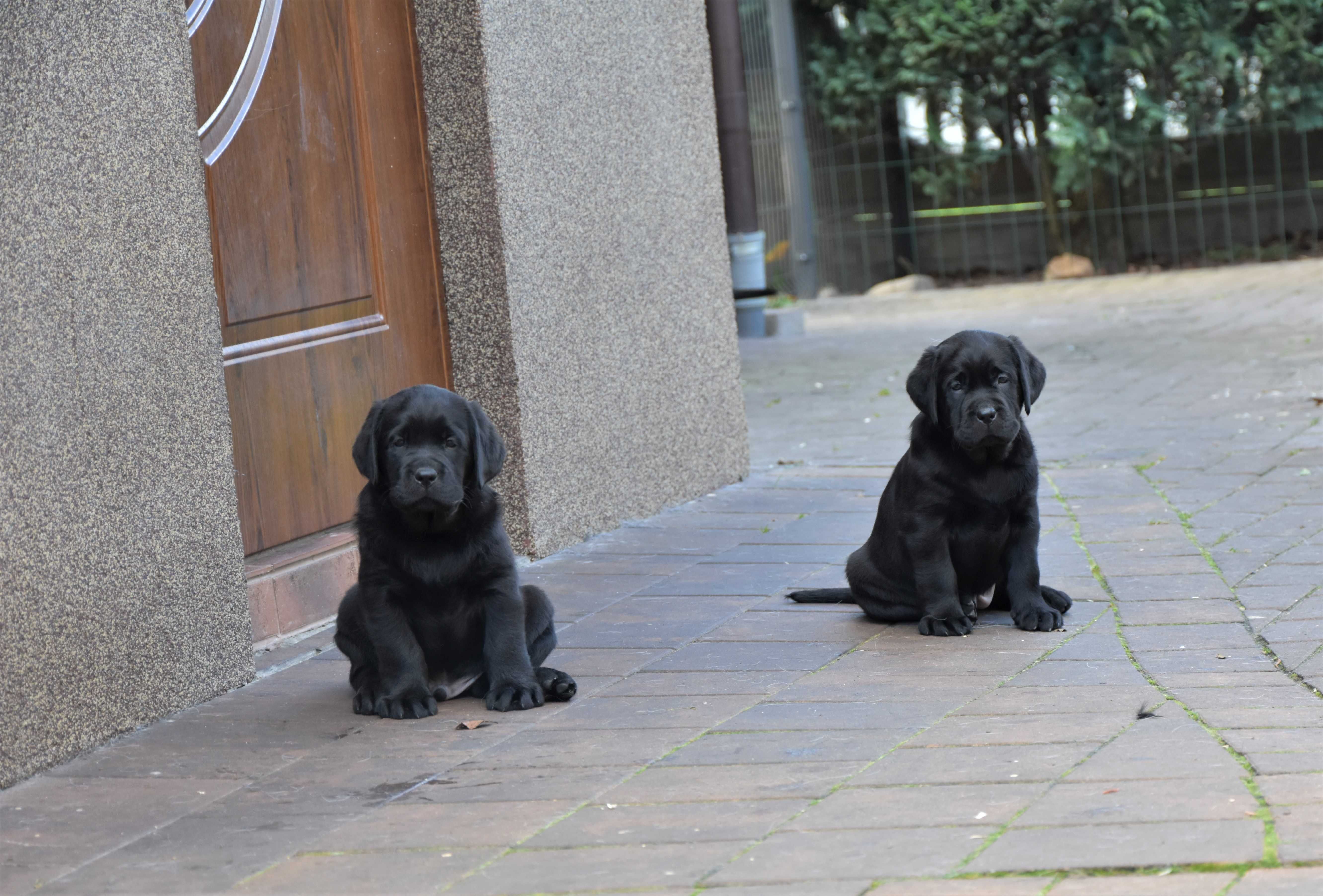 szczenię Labrador Retriever ZKwP/FCI