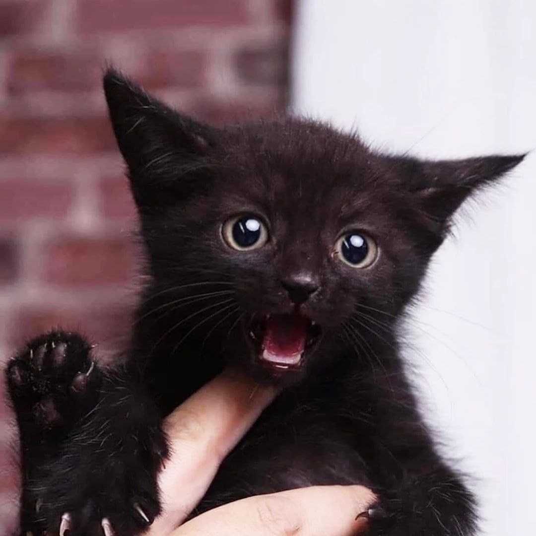 Даруємо котятко. Хлопчик Черниш, 3 місяці