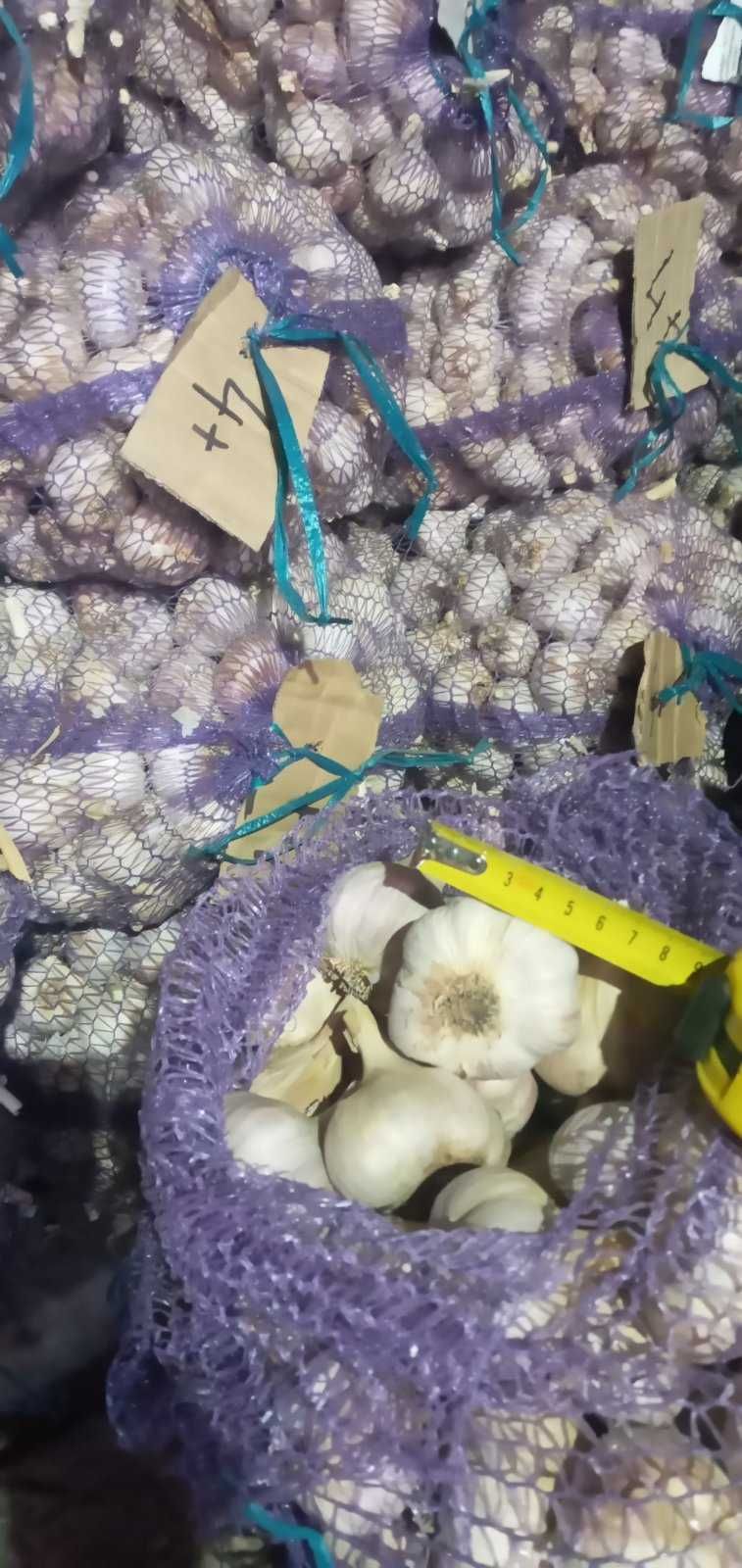 Продам часник,сорт Любаша, просушений, відкалібрований, пофасований