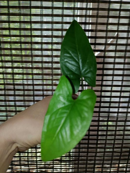 Сингониум набор 200 грн