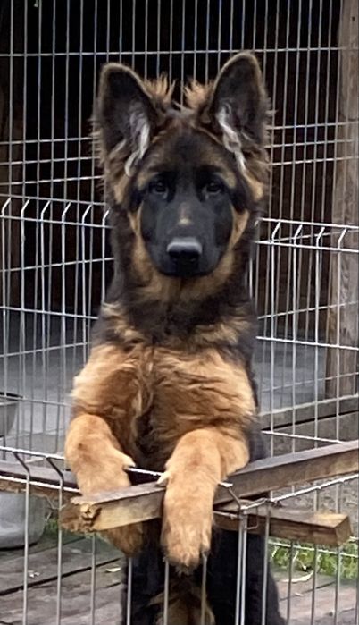 Szczenię suczka owczarek niemiecki długowłosy ZKwP/FCI