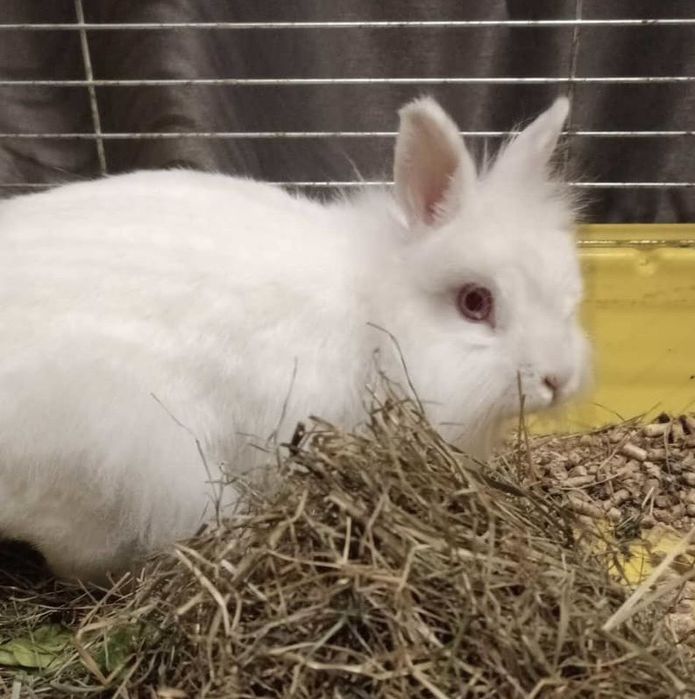 Oddam w dobre ręce królika z klatką !