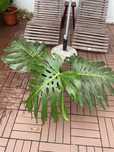 Monstera deliciosa