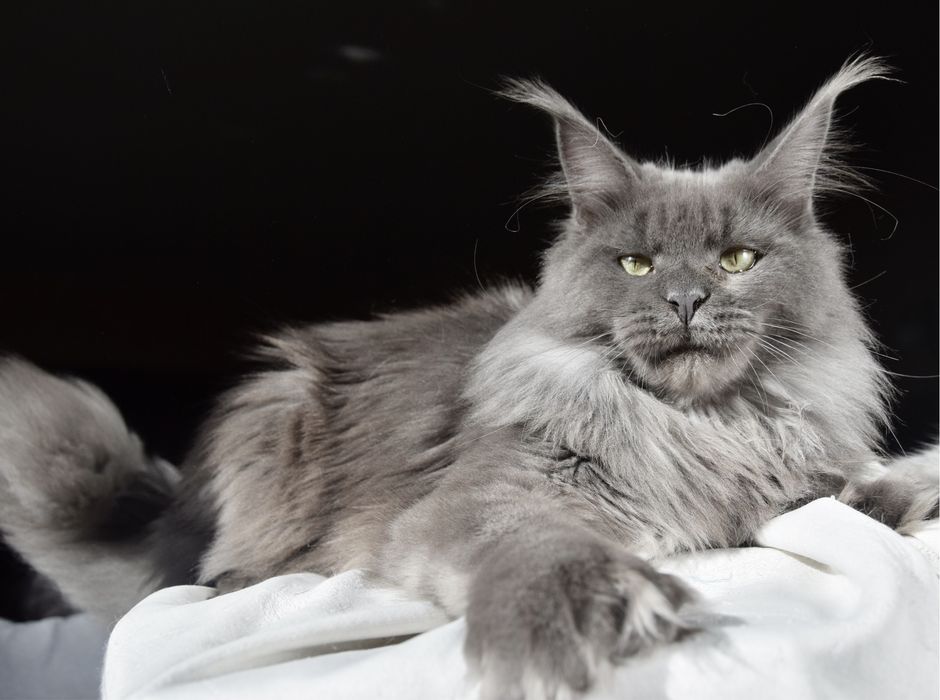 Hodowla kotów Maine Coon, Felis Polonia/FPL