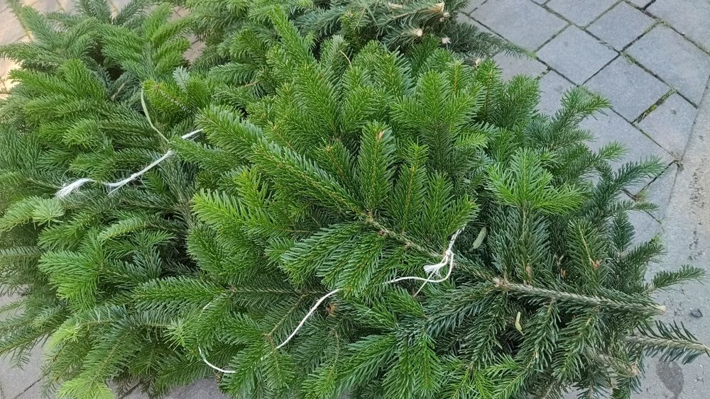 Gałęzie jodły kaukaskiej