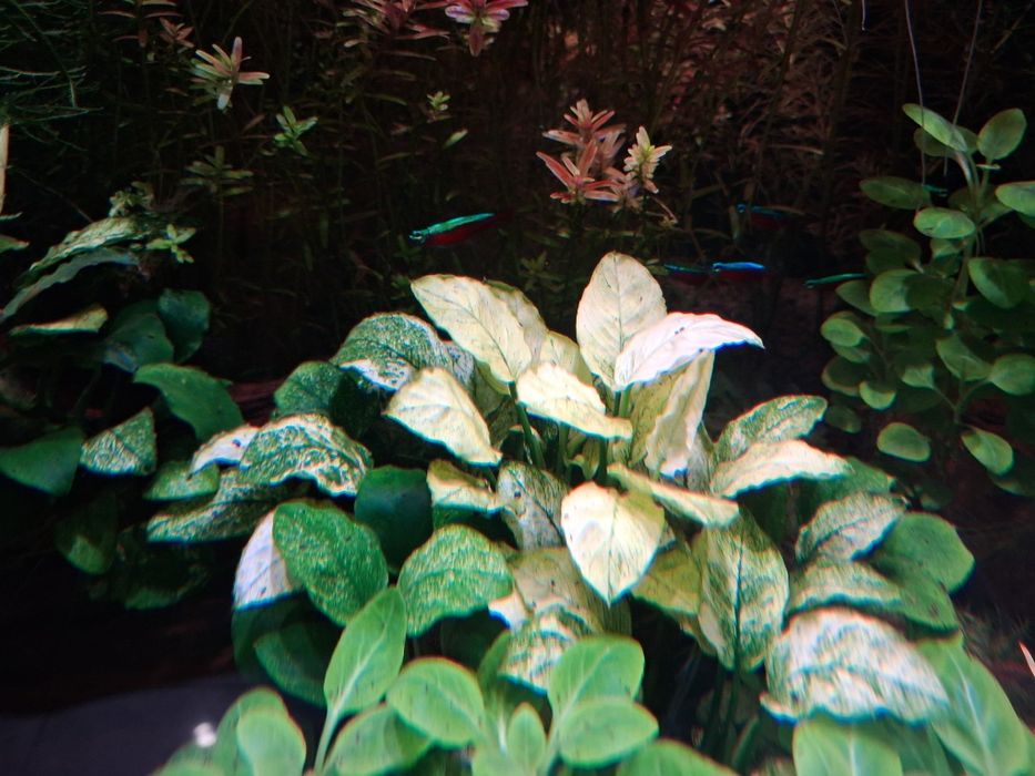 Sprzedam anubias white