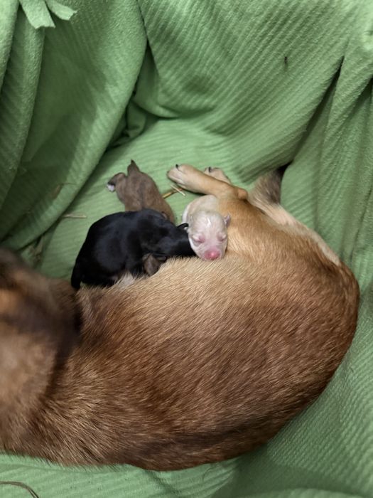 Znaleziona suczka wraz z szczeniakami szukają kochającego domu !