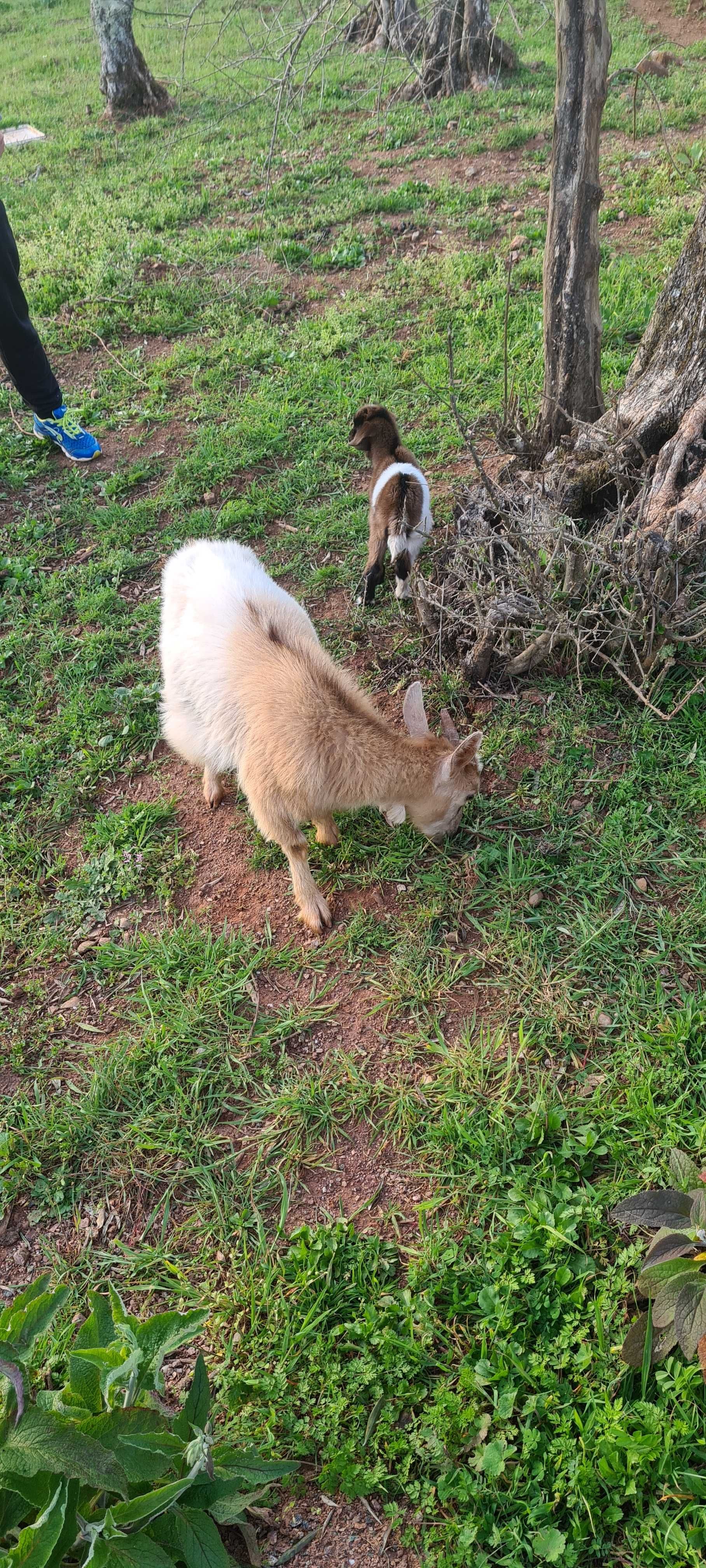 Cabras anãs e cabritinhos