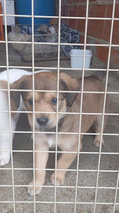 Ofereço caes filhotes