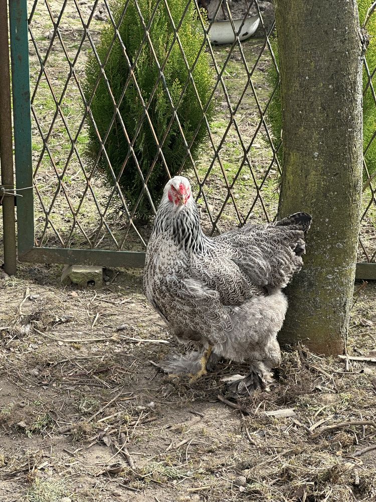 Jaja lęgowe różnych ras kochin araucana brahma ayam ceman silka bażant