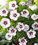 Rośliny ozdobne trawy hibiskusy lawenda zioła