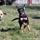 Maja - mała drobna młoda sunia do adopcji