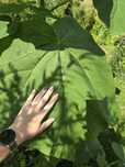 Drzewa tlenowe paulownia