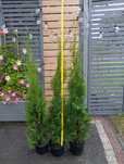 Tuja Thuja Szmaragd 70-80 cm doniczka wysyłka