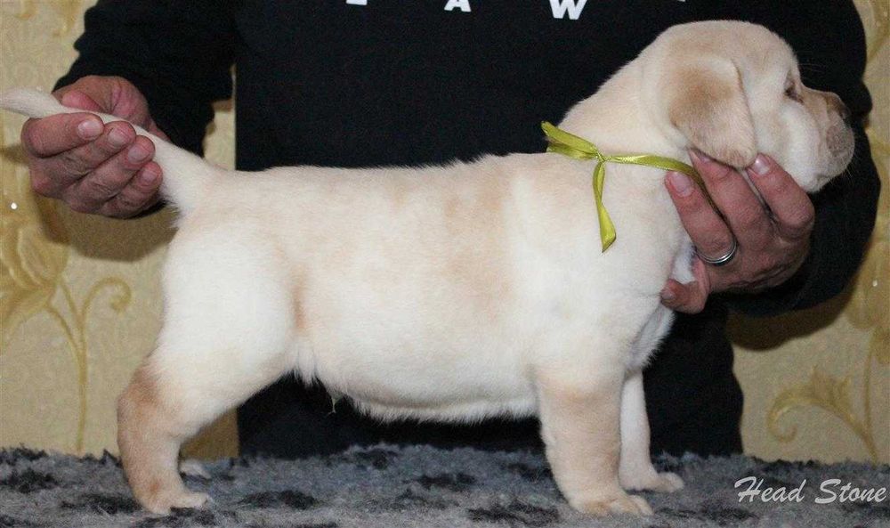 Лабрадор ретривер. Питомник