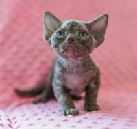 Cudny ARES - koteczek z rodowodem - Devon Rex