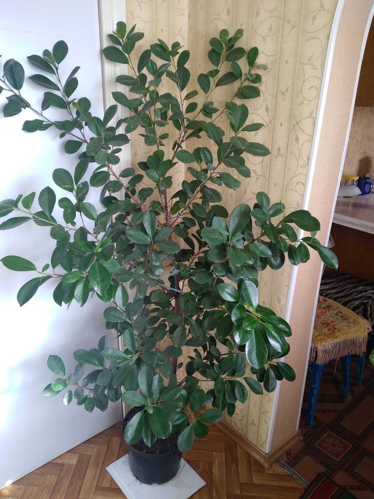 Фікус Мокламе / Ficus moclame