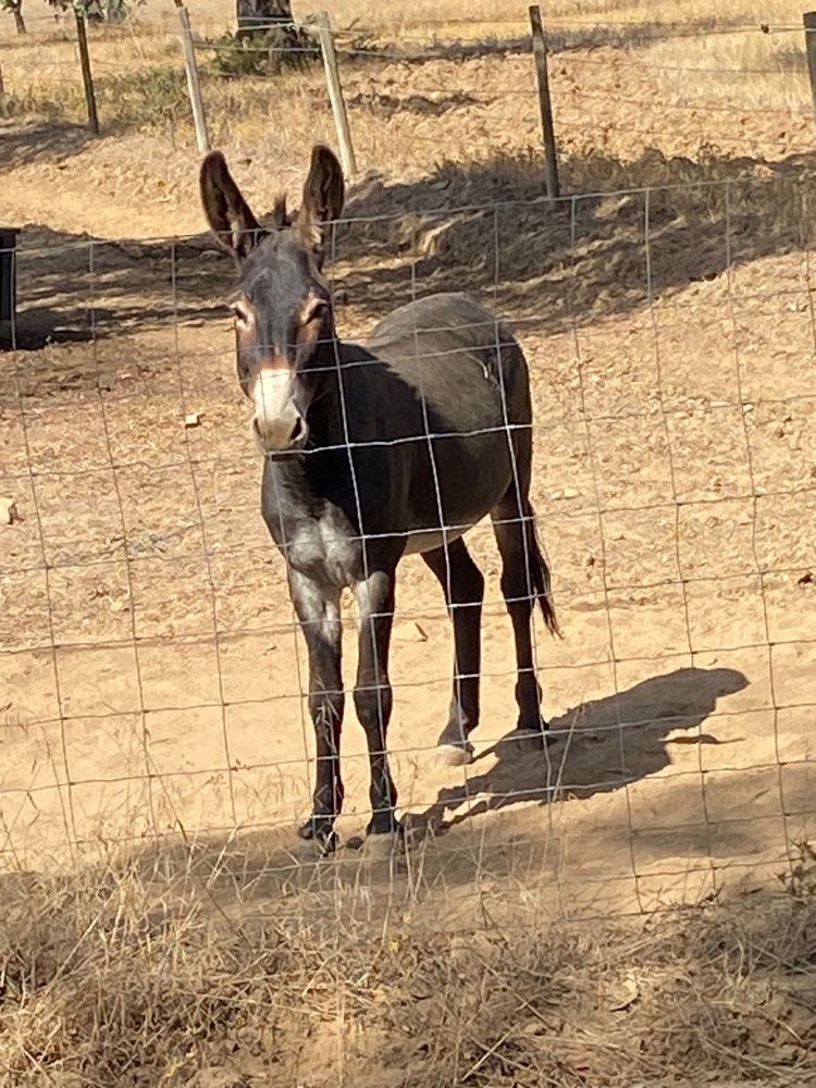VENDA DE BURROS MANSOS