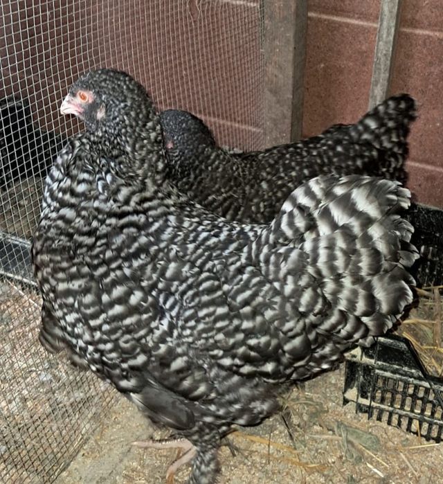 Ovos galinha Malines, Azur e Brahama black