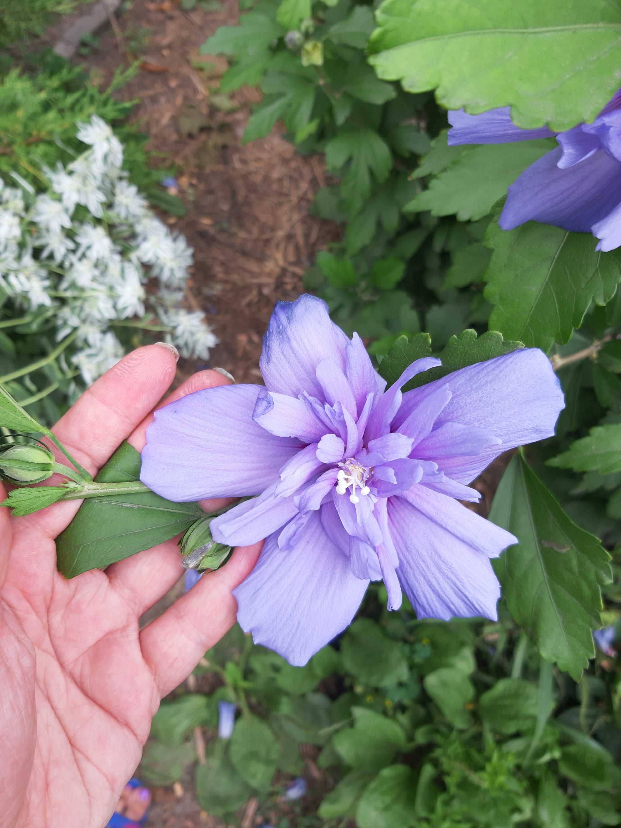Сирийский махровый гибискус Blue Chiffon