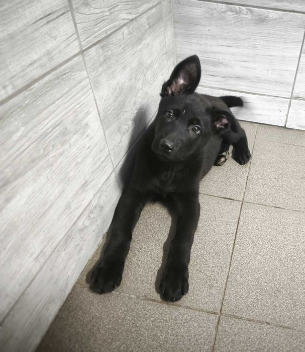 Owczarek niemiecki użytkowy czarna