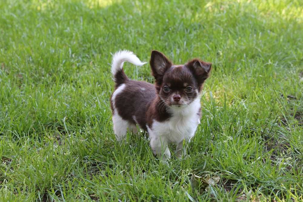 Chihuahua - Cudna czekoladowa suczka  - ZKwP/FCI