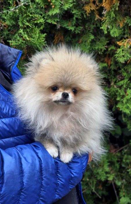 xxs suczka Pomeranian szpic miniaturowy ZKwP/FCI