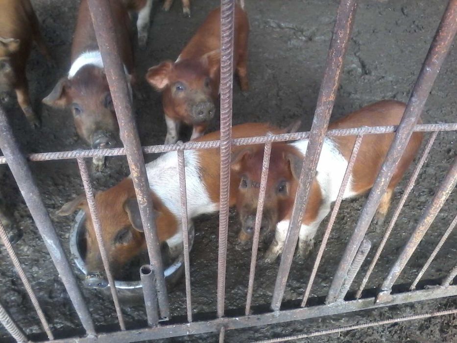 Поросята мясної породи