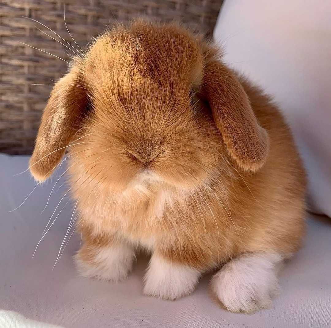 KIT Coelhos anões orelhudos, mini lop adoráveis e super inteligentes