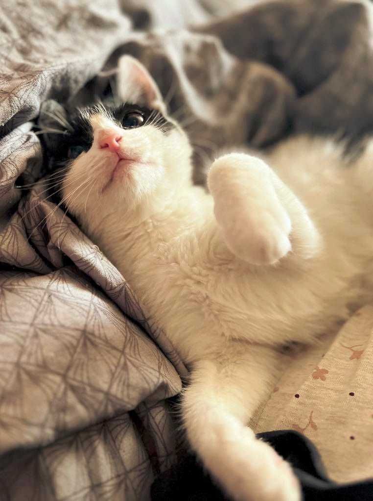 MIni - wyjątkowa półroczna kotka z trudnym startem w życie do adopcji