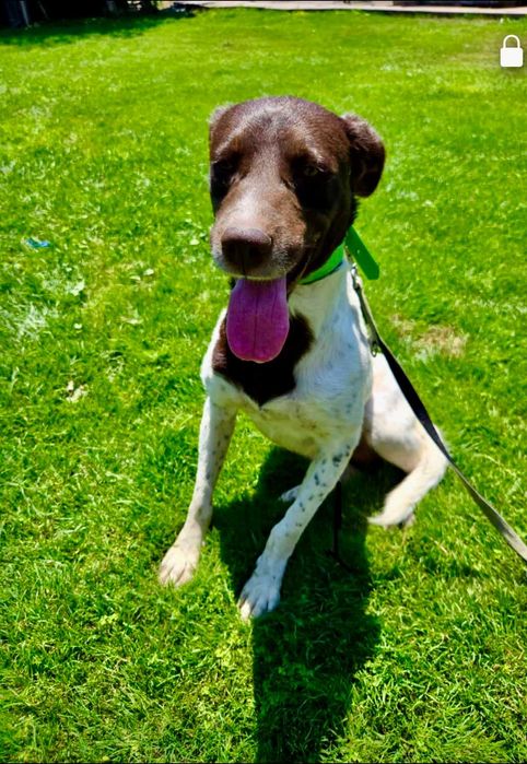 BOBI 1,5 roku 13 kg,  spokojny i przyjazny. Uratowany w Bułgarii