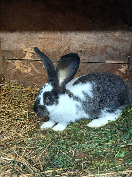 Sprzedam Samca . Mieszaniec Srokacz z Belgiem