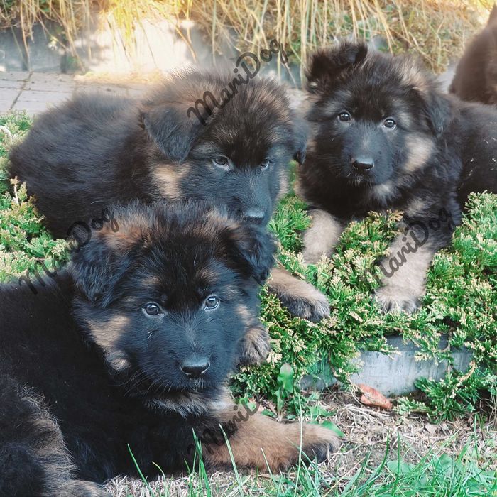 JUZ do ODBIORU! Owczarek niemiecki długowłosy suczka szczeniak pies