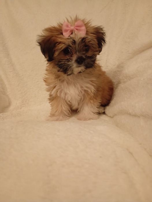 Cudowna suczka MINI Maltipoo