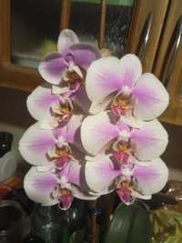 Орхидея сорт Грация самовывоз Одесса