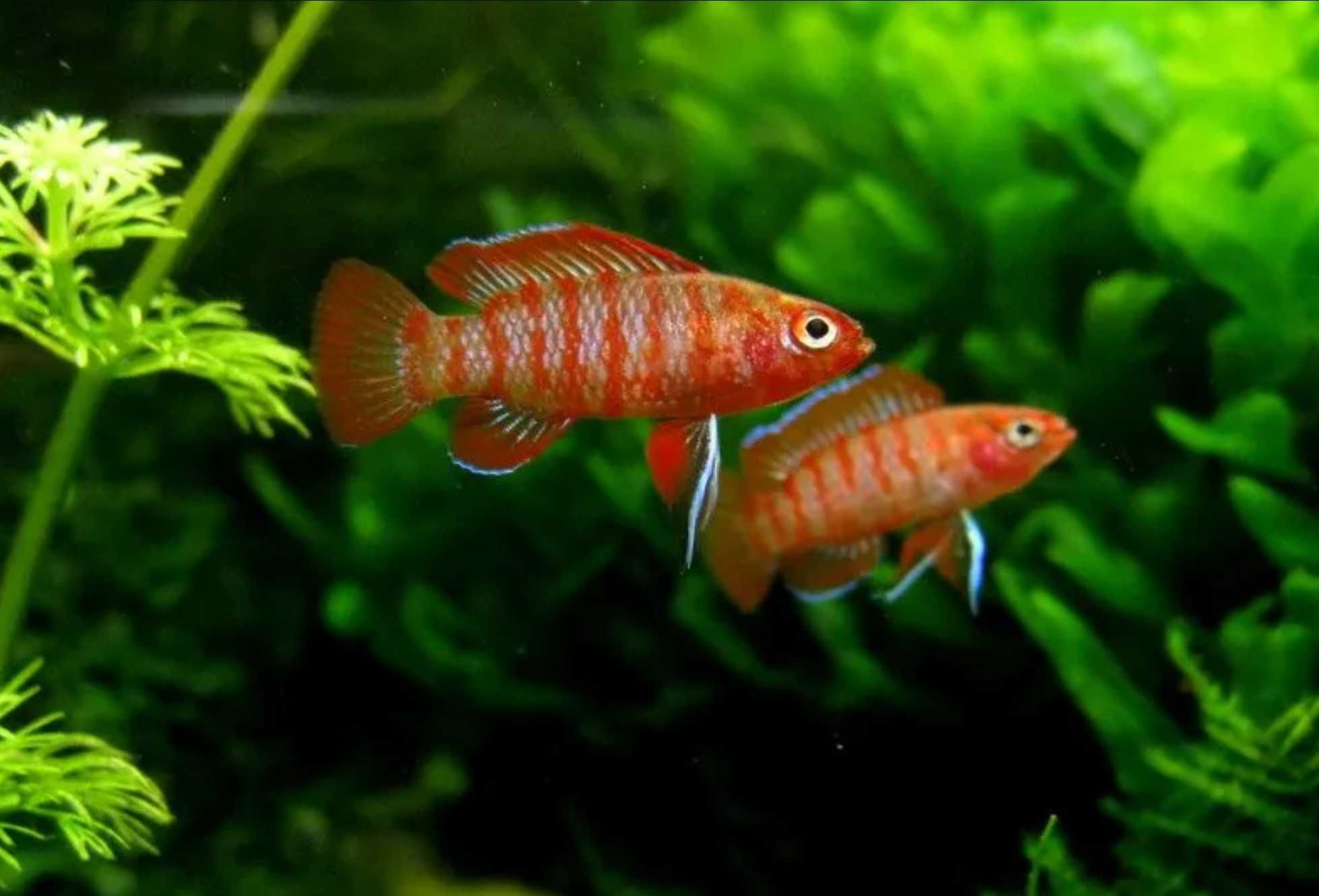 Badis bangalski RED SCARLET - Dario dario - dowóz, wysyłka