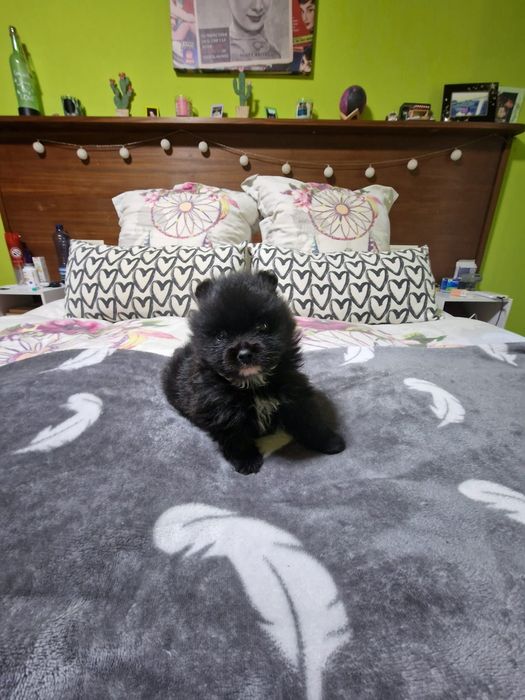 Lulu pomerania espetacular