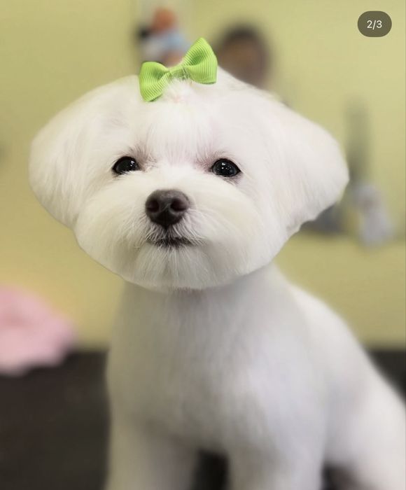 Від 800 грн (Грумінг на дому ( маленький простір) )