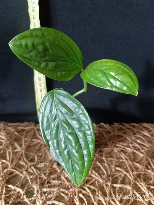 Епіпремнум Марбл Планет (Epipremnum pinnatum Marble Planet)