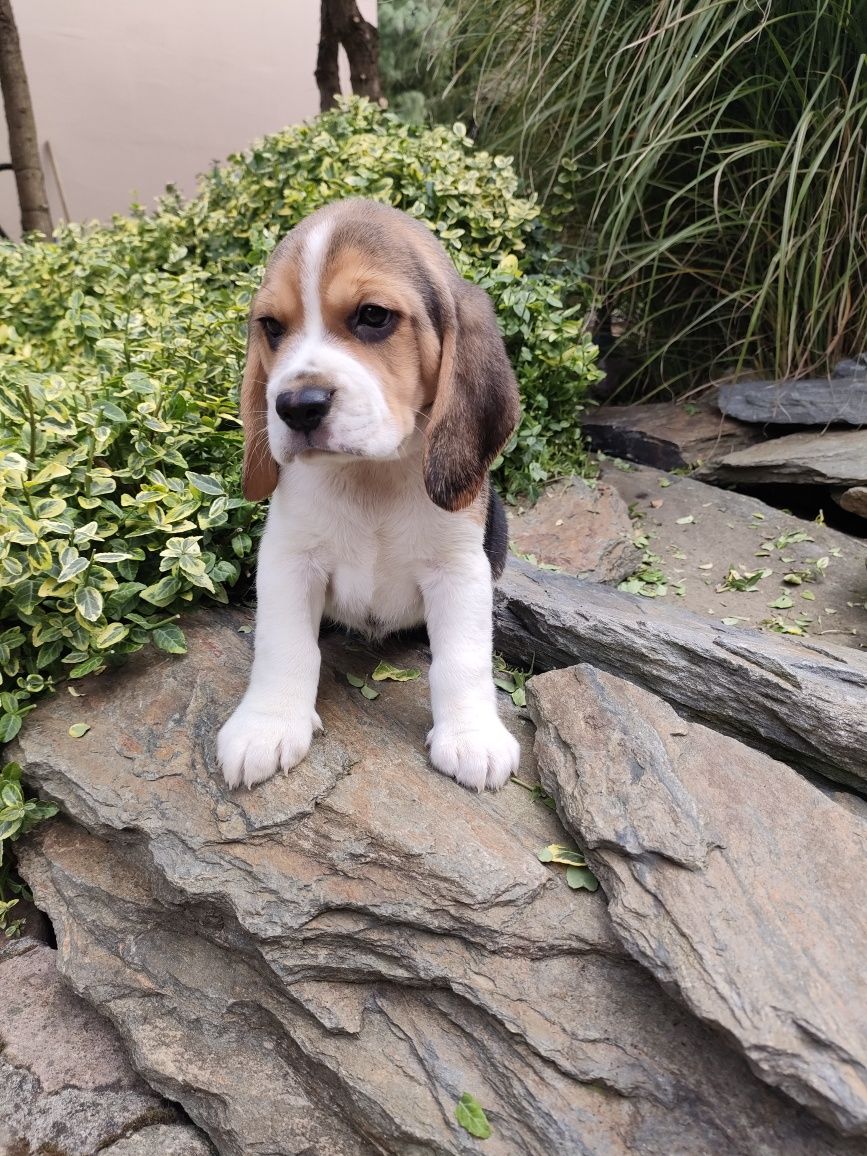 Beagle piesek trikolor